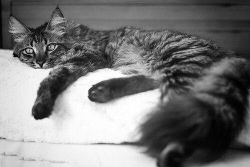 cats2 1380