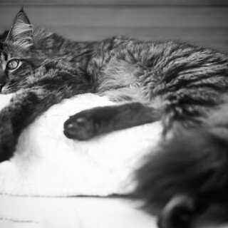 cats2_1380