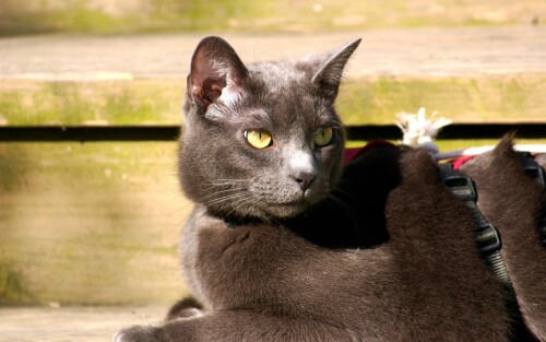 cats2 1382