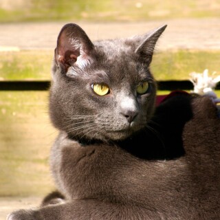 cats2_1382
