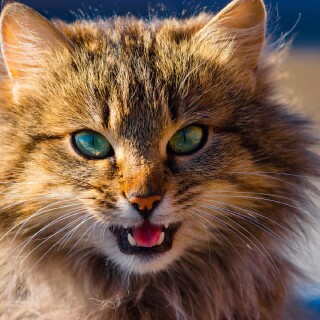 cats2_1384
