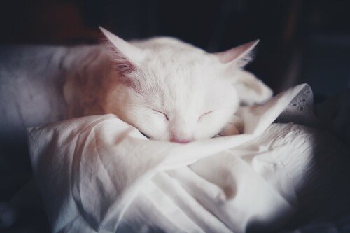 cats2 1388