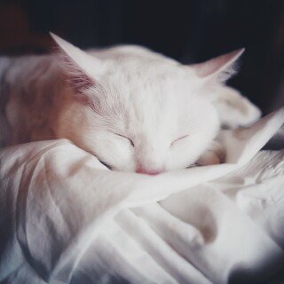 cats2_1388