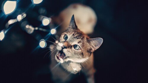 cats2 1390