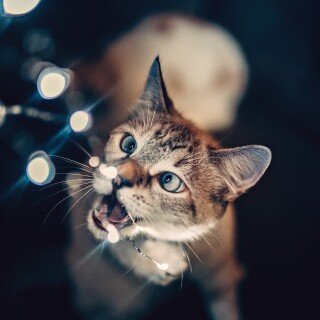 cats2_1390