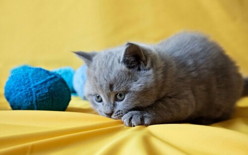 cats2 1391