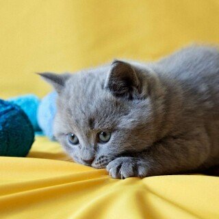 cats2_1391