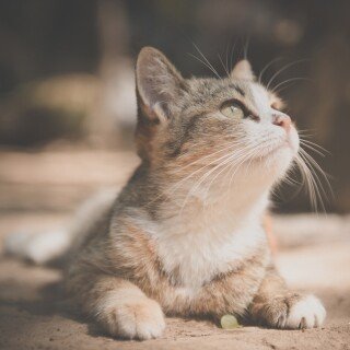 cats2_1394