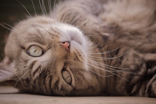 cats2 1395