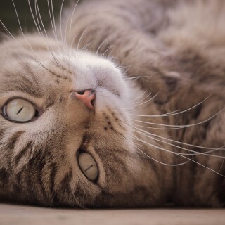 cats2_1395