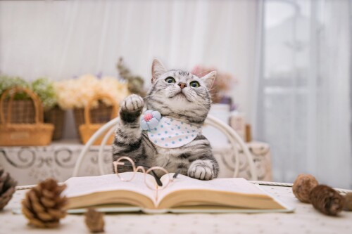 cats2 1397