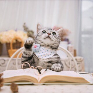 cats2_1397