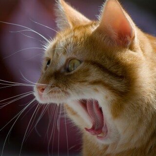 cats2_1399