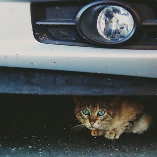 cats2_1407