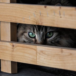 cats2_1410