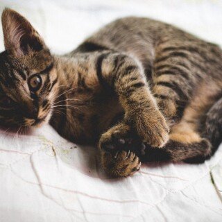 cats2_1417