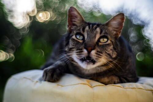 cats2 1419