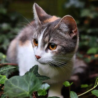 cats2_1422