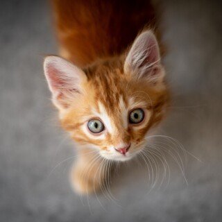 cats2_1431