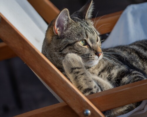 cats2_1434.jpg