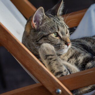 cats2_1434