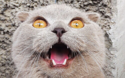 cats2 1444