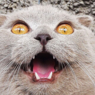 cats2_1444