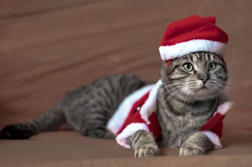 cats2 1446