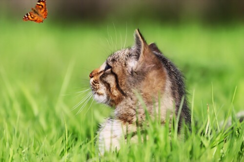cats2 1450
