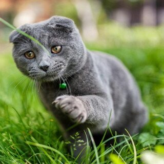 cats2_1451