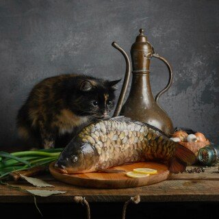 cats2_1453