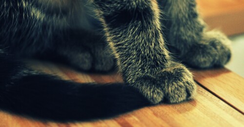 cats2 1454