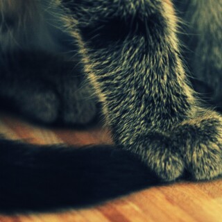 cats2_1454