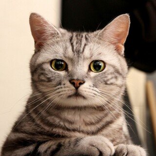 cats2_1459