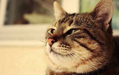 cats2 1463