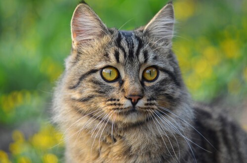 cats2 1464