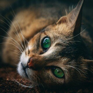 cats2_1466