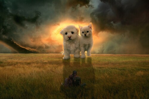 cats2 1468