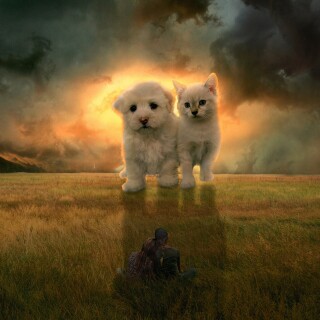 cats2_1468