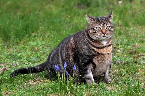 cats2 1472