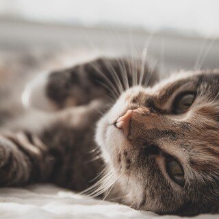 cats2_1493