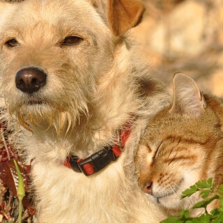 cats2_1495