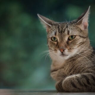 cats2_1499