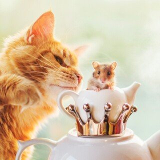 cats2_1503