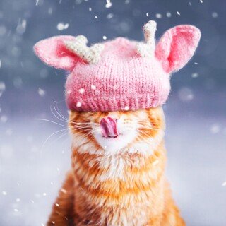 cats2_1504