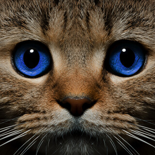 cats2_1512