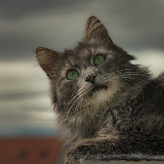 cats2_1516