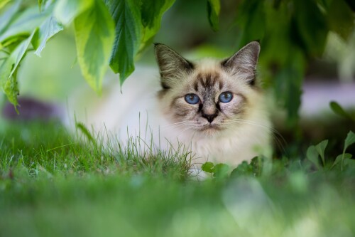cats2_1527.jpg