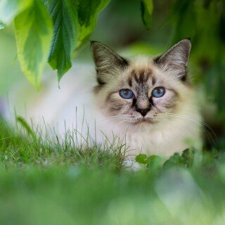 cats2_1527