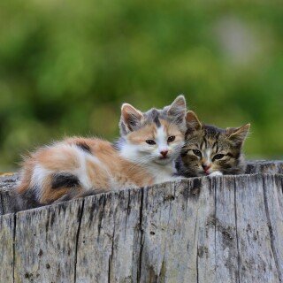 cats2_1531